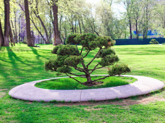 Помимо типичных для скверов элементов благоустройства в виде скамеек и урн, на газоне посажены три горные сосны бонсай